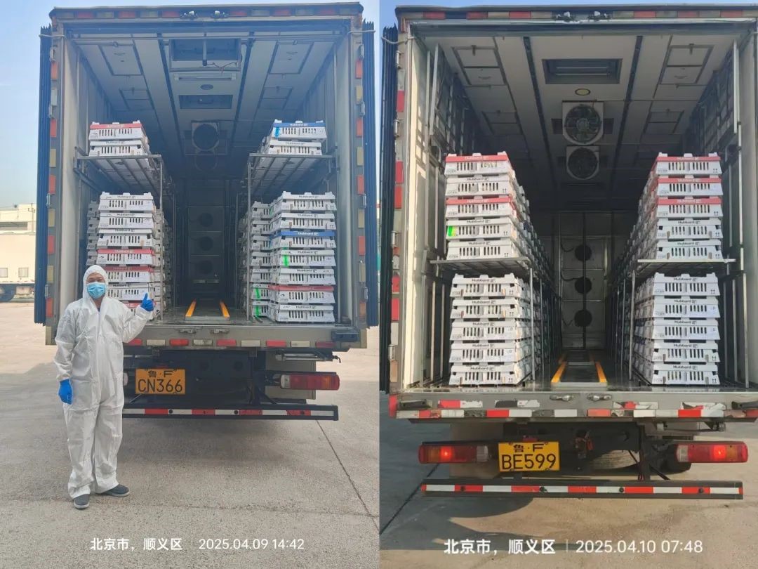 【引种】引种前锋肩负起保险粮食安全的沉任——优德88股份第三批祖代鸡顺利引进