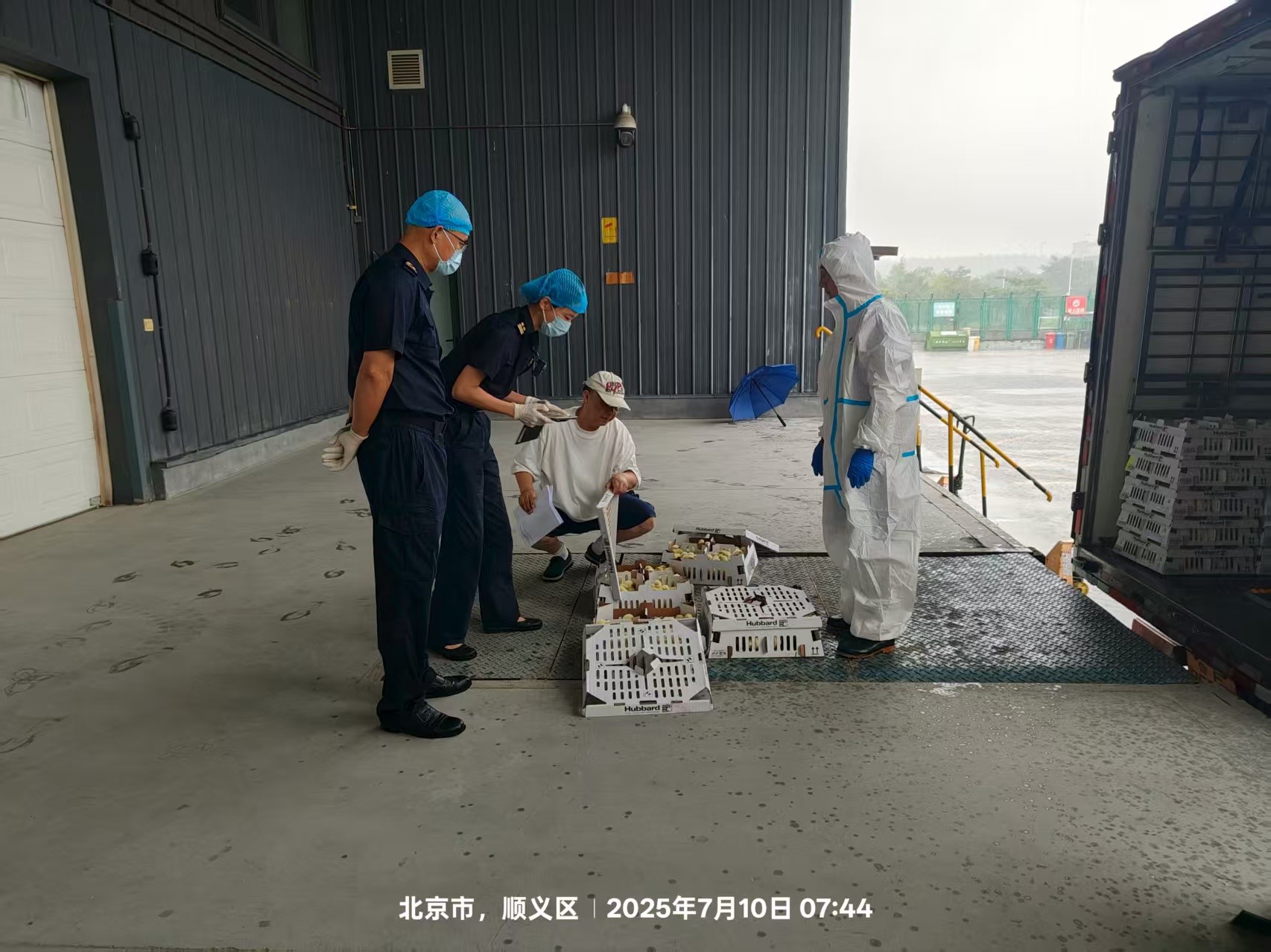 【喜讯】盛夏添新羽！盛夏添新羽！优德88股份第六批法国利丰祖代种鸡顺利入境