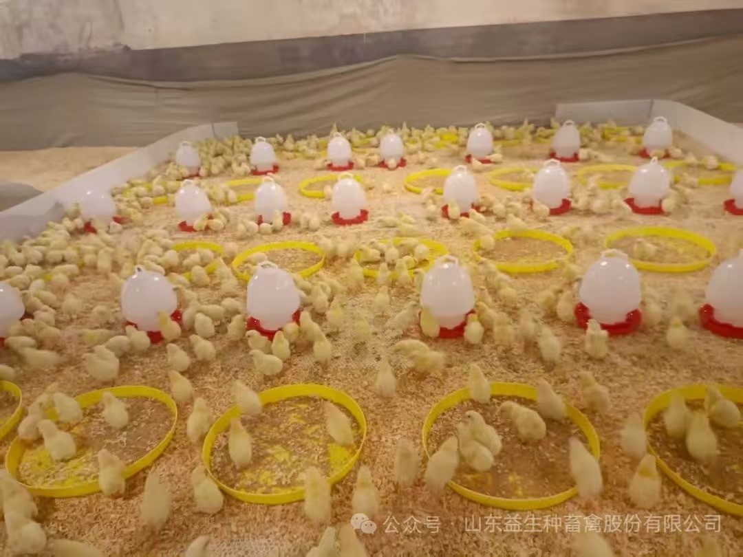 【引种】喜讯！优德88股份年内第九批引种顺利实现，1.6万套利丰祖代肉种鸡成功入场